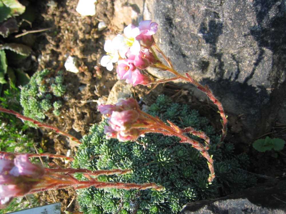 Saxifraga marginata (Frühlings-Polster-Steinbrech, Geränderter Steinbrech)
